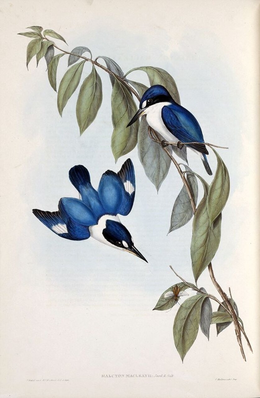 MacLeays Halcyon, Kingfisher Poster Print by John Gould - Item # VARPDXJGA12
